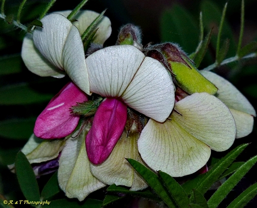 {Tephrosia virginiana}